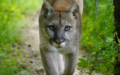 Nova Cougar