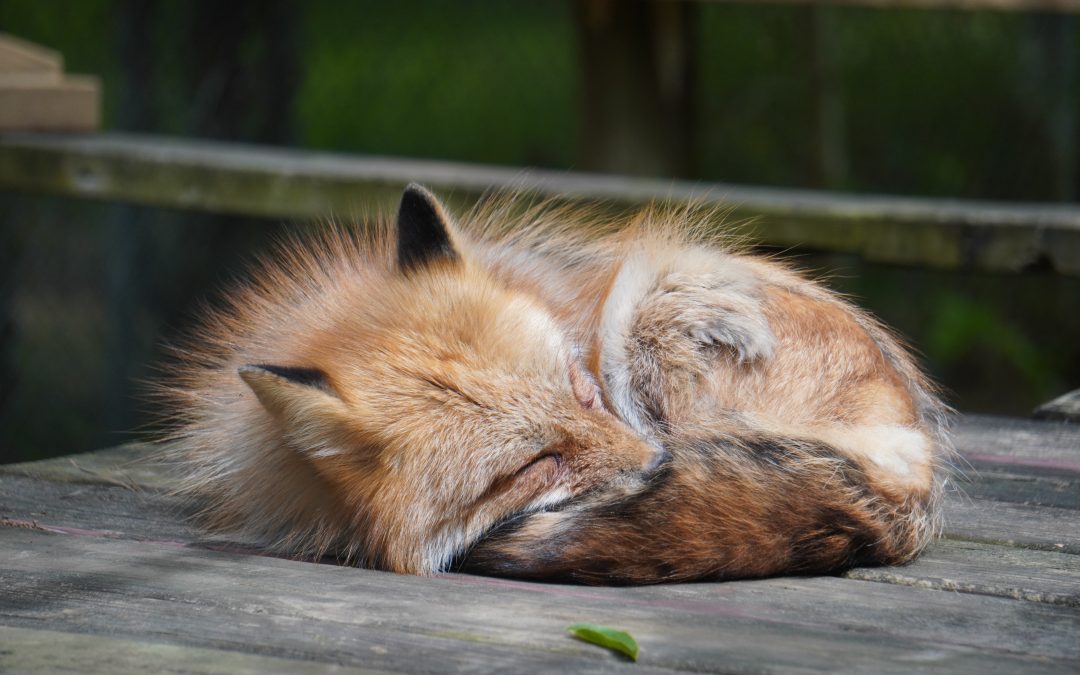 Red Fox