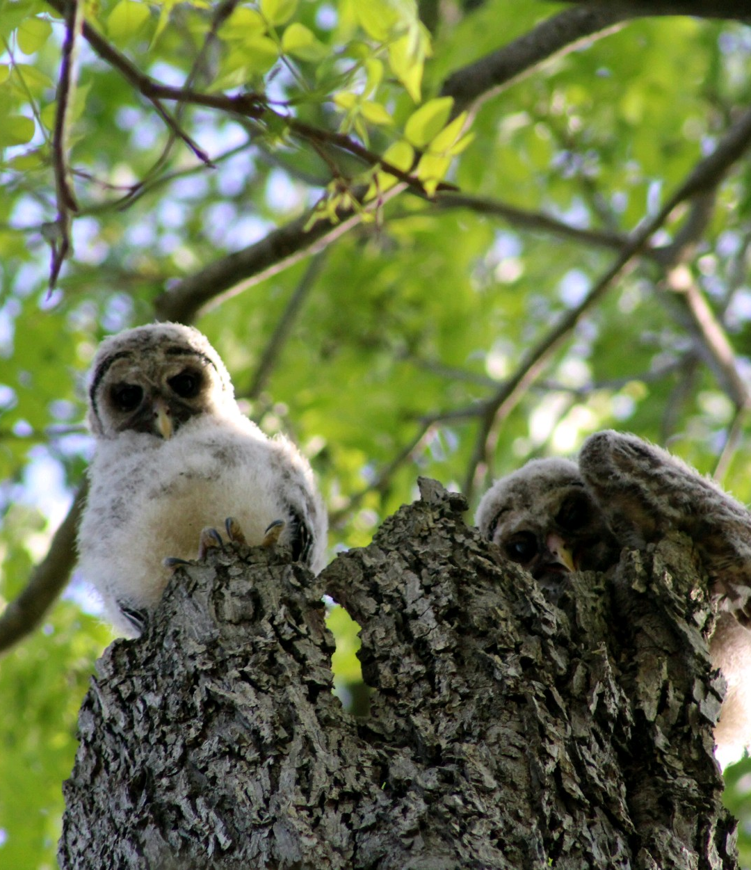 Dr. Wilde’s Blog 4/25/19