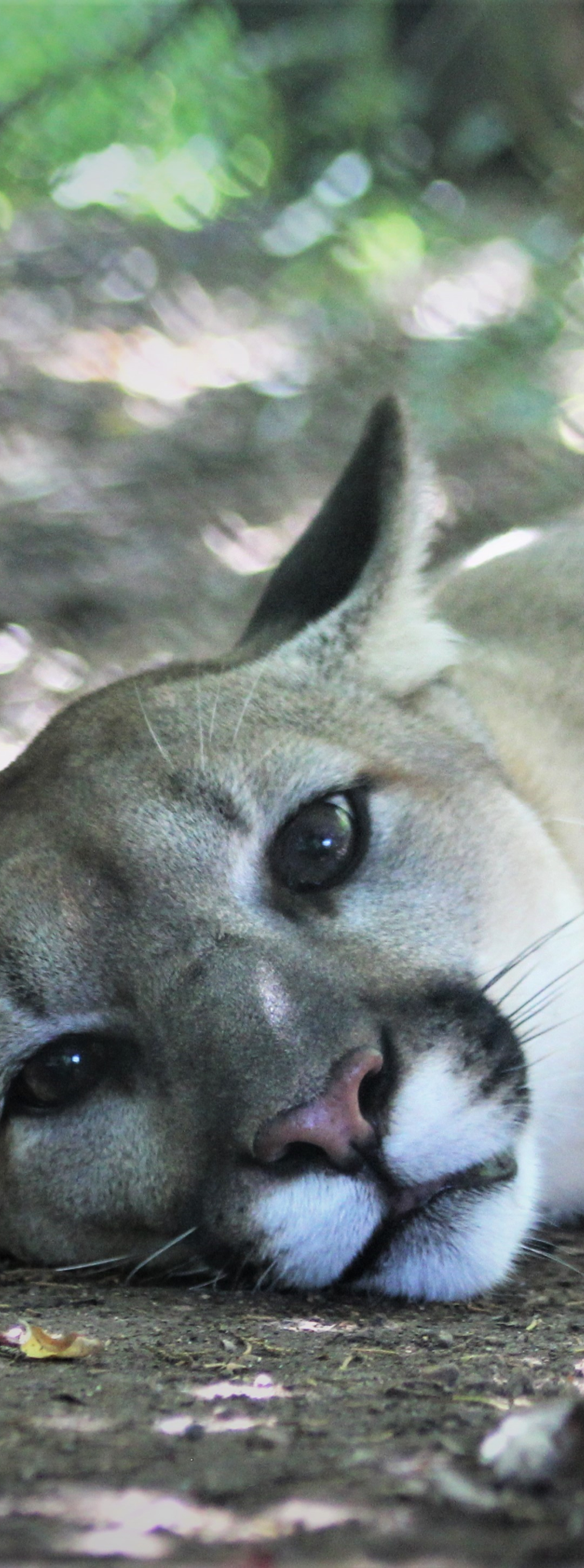 Keeper Tessa’s Blog 7/25/20