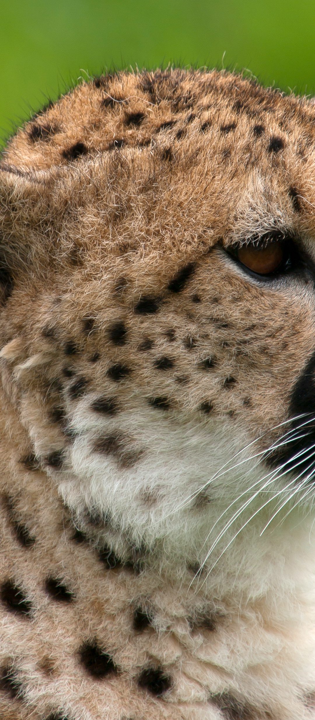 Cheetah