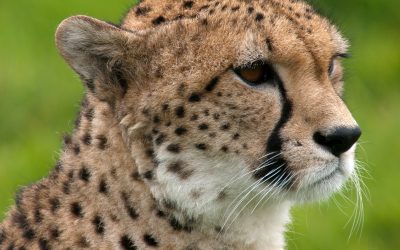 Cheetah