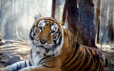 Christian Tiger