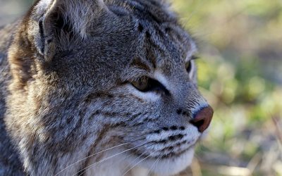 Collins Bobcat