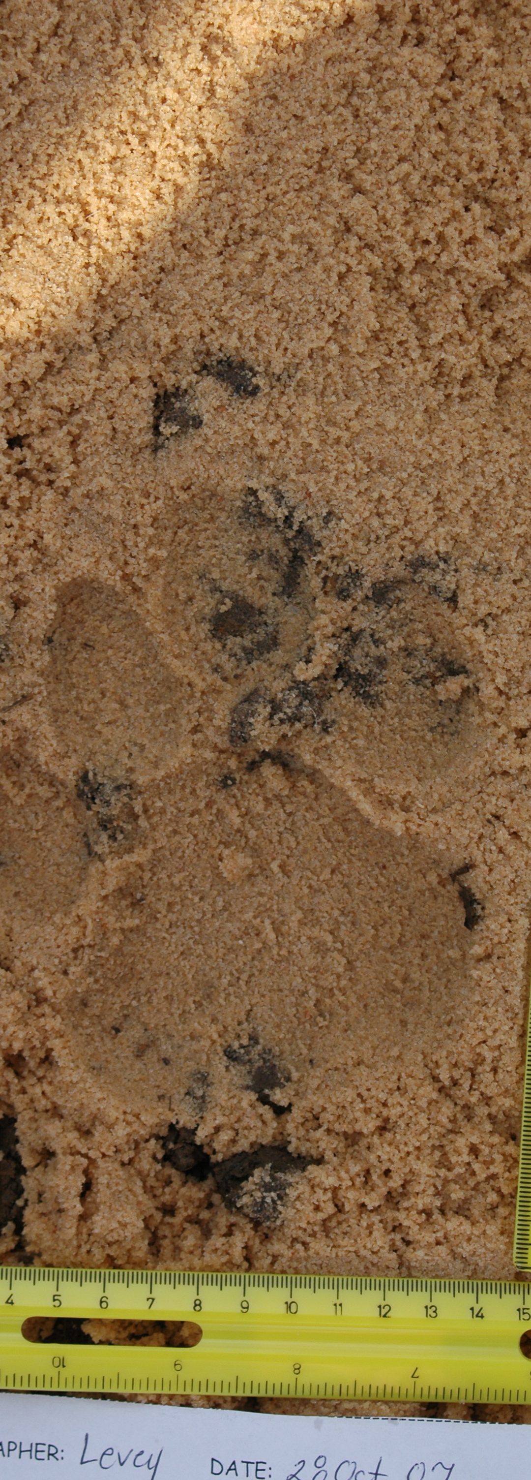 WildTrack – How Captive Tigers Are Helping Their Wild Cousins