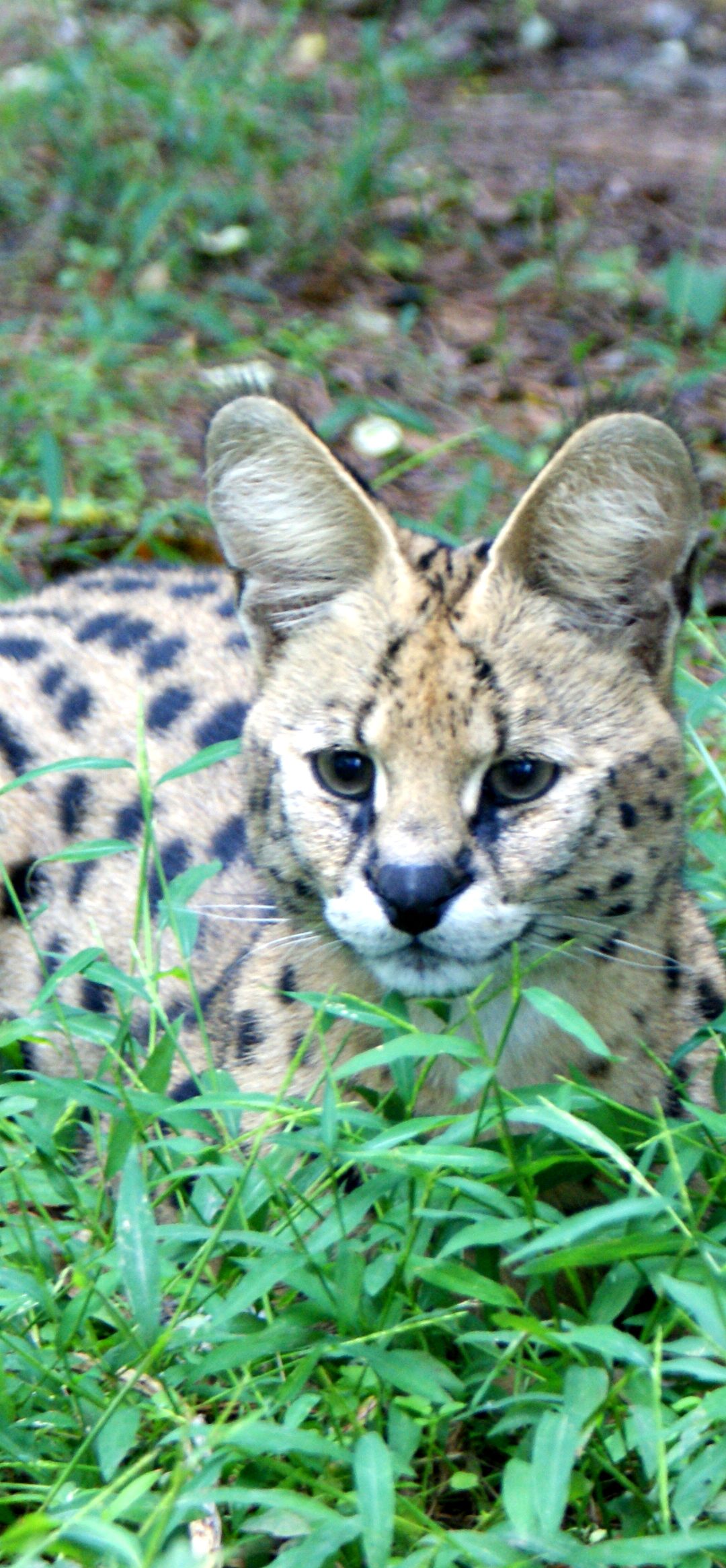 Why Servals Make Bad Pets