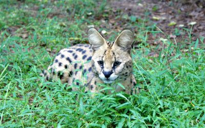 Hobie Serval