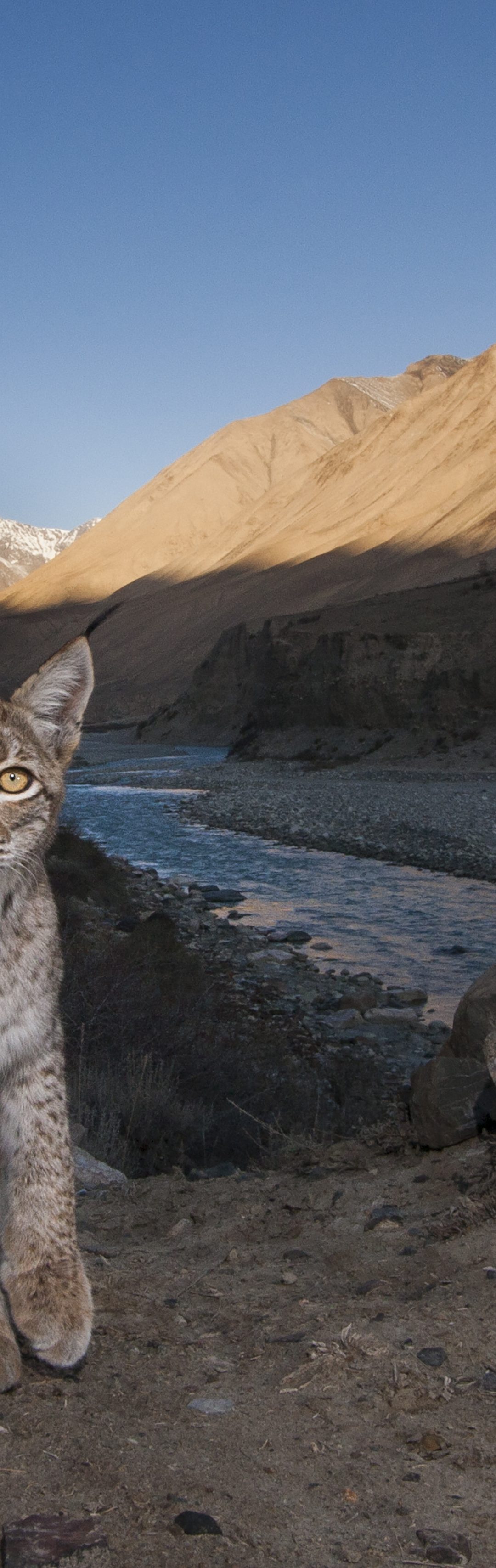 Panthera’s Small Cat Program