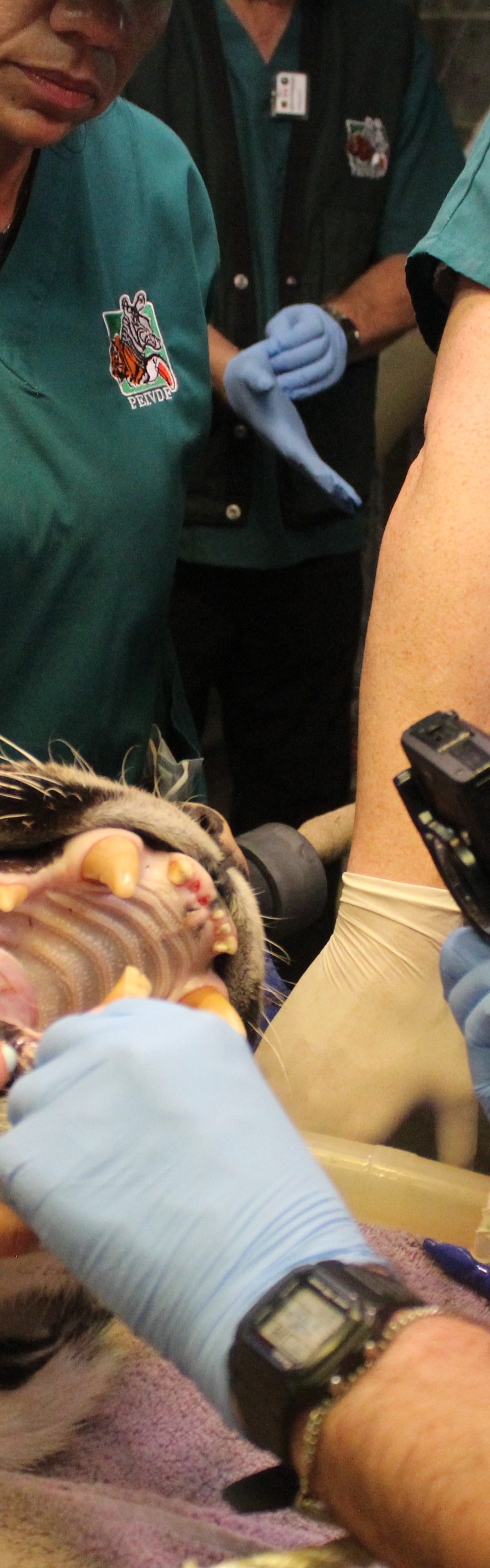 Tigers Get a Visit from the Dentist