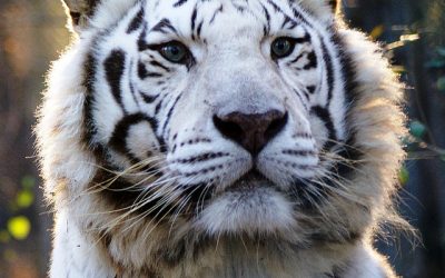 Jellybean Tiger