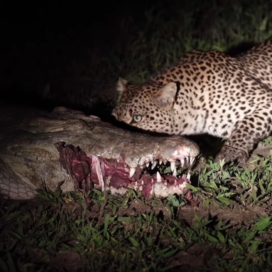 You Gonna Eat That? Leopard Steals Food Right Out of Crocodile’s Mouth
