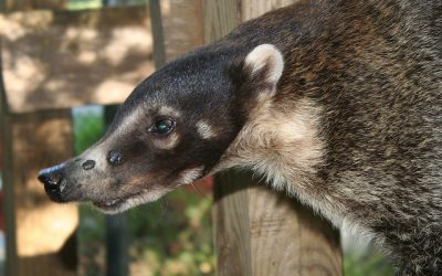Coatimundi