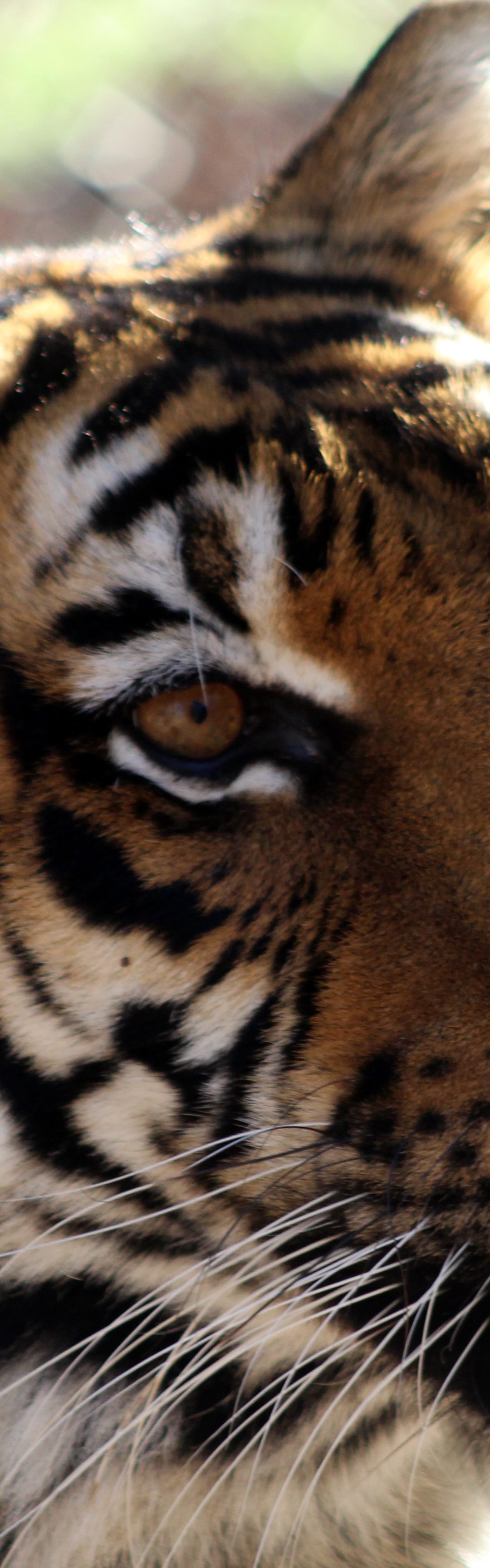 Mona Tiger
