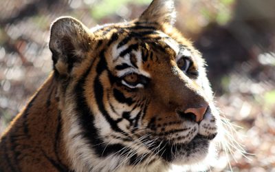 Mona Tiger