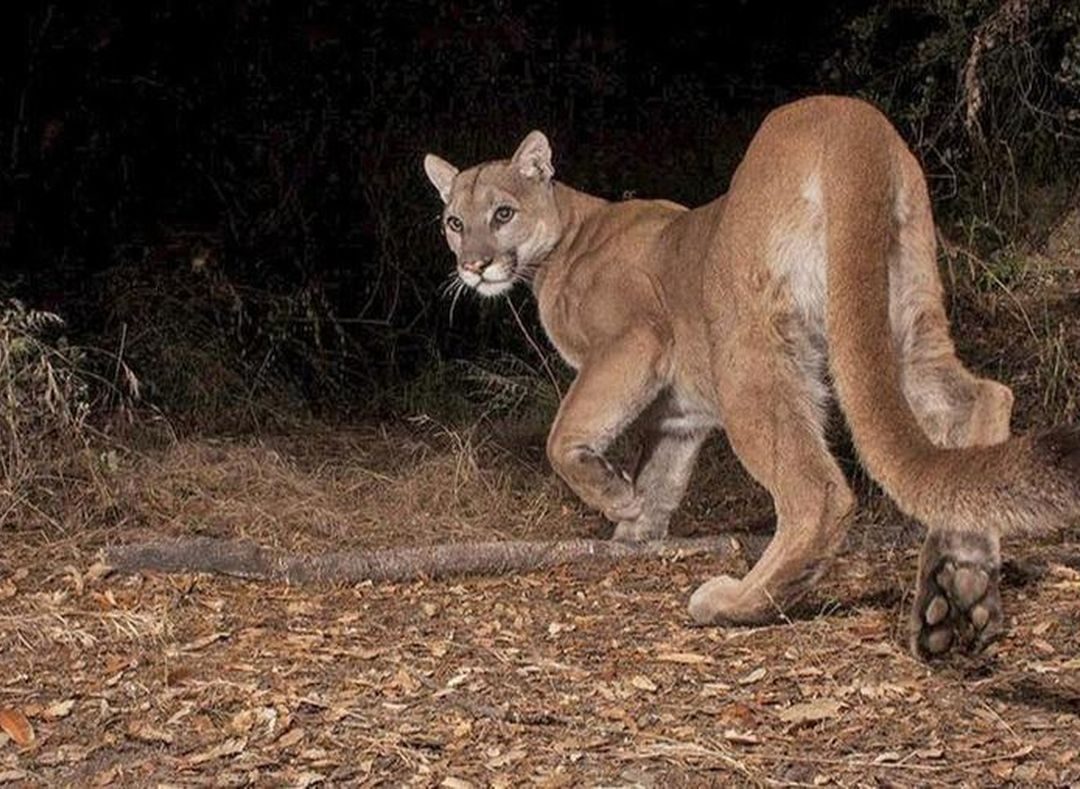 Mountain Lions Effected by California Wildfires