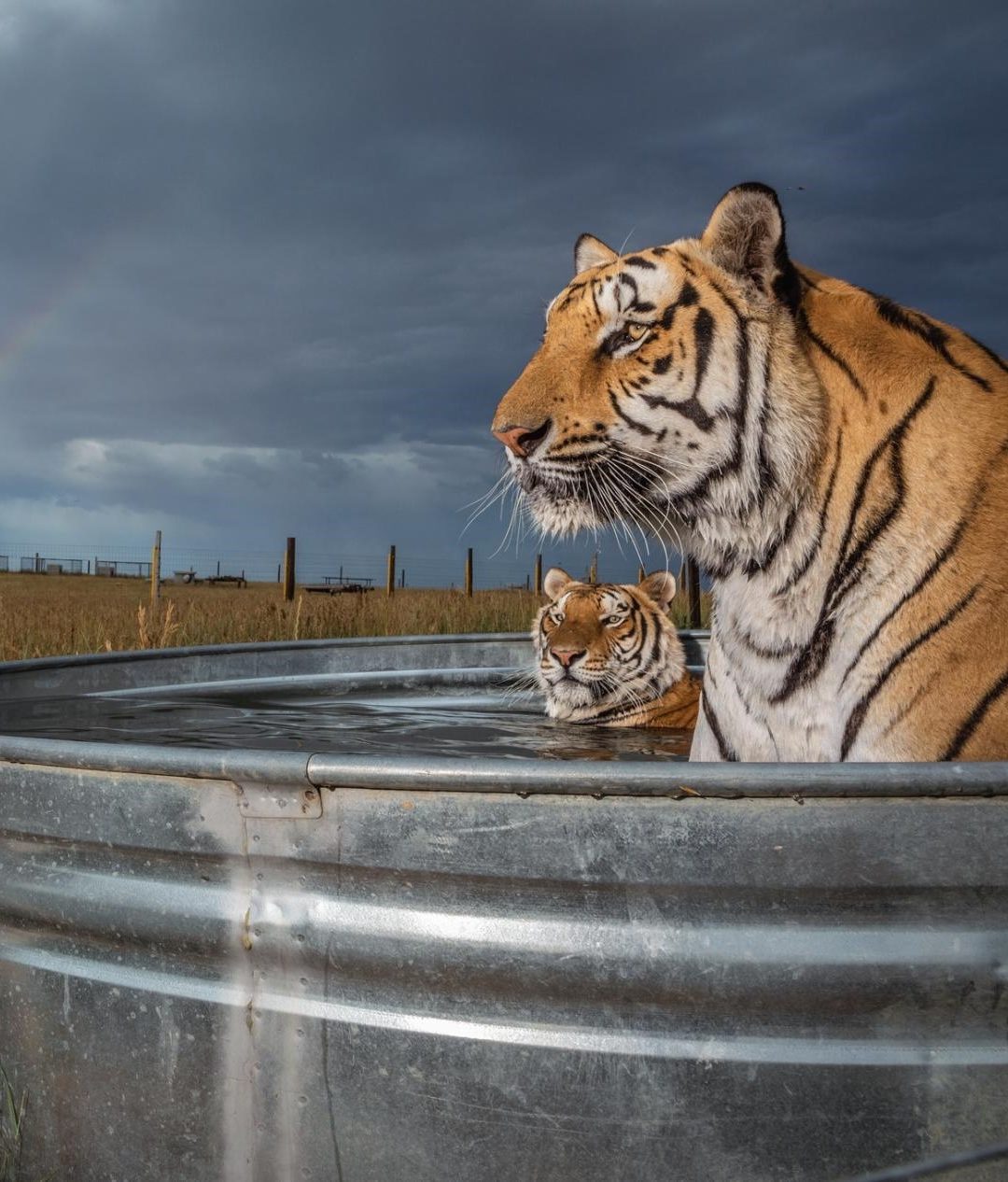 Captive tigers in the U.S. outnumber those in the wild. It’s a problem.