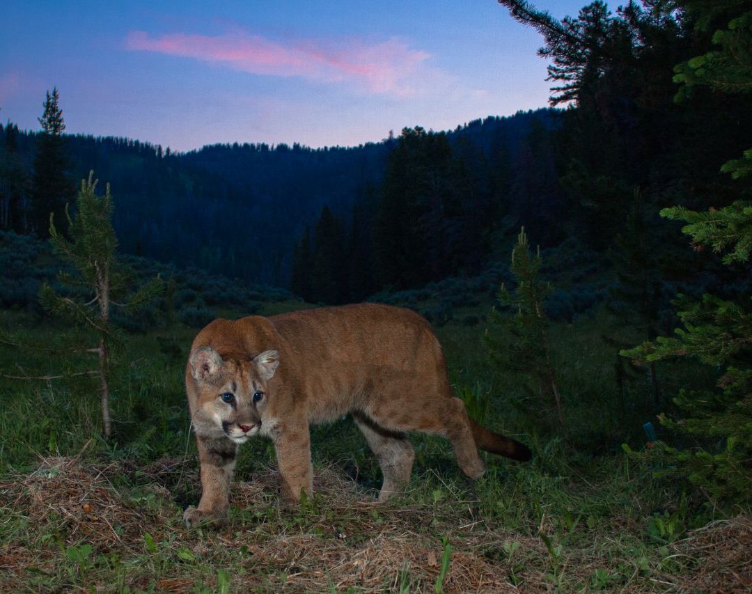 How Mountain Lions Boost Biodiversity