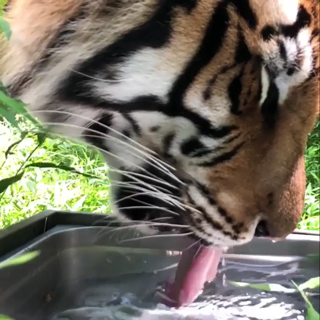 Keeper Tessa’s Blog 6/19/19