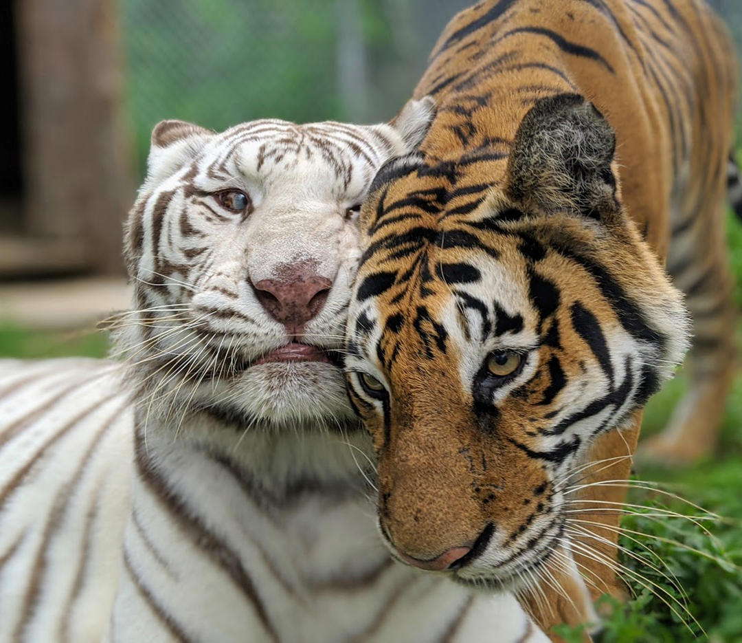 Keeper Tessa’s Blog 7/21/20