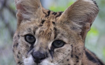 Savannah Serval