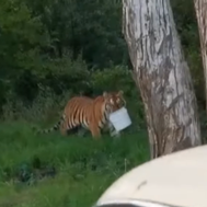 Tiger Steals Bucket