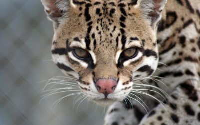 Trapper Ocelot