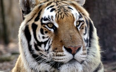 Rajah Tiger