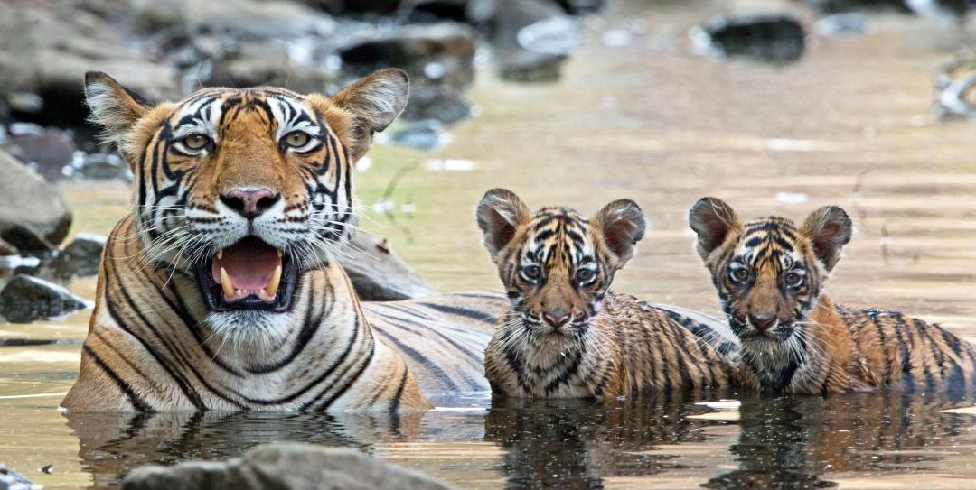 Tiger Population Doubles in Nepal
