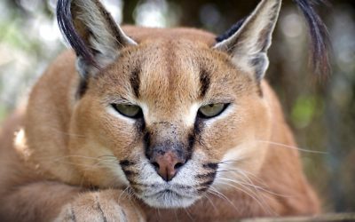 Caracal