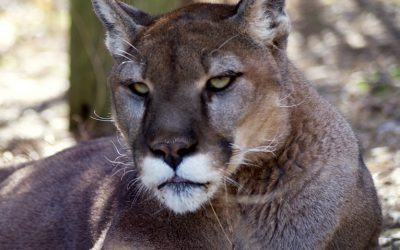 Cougar