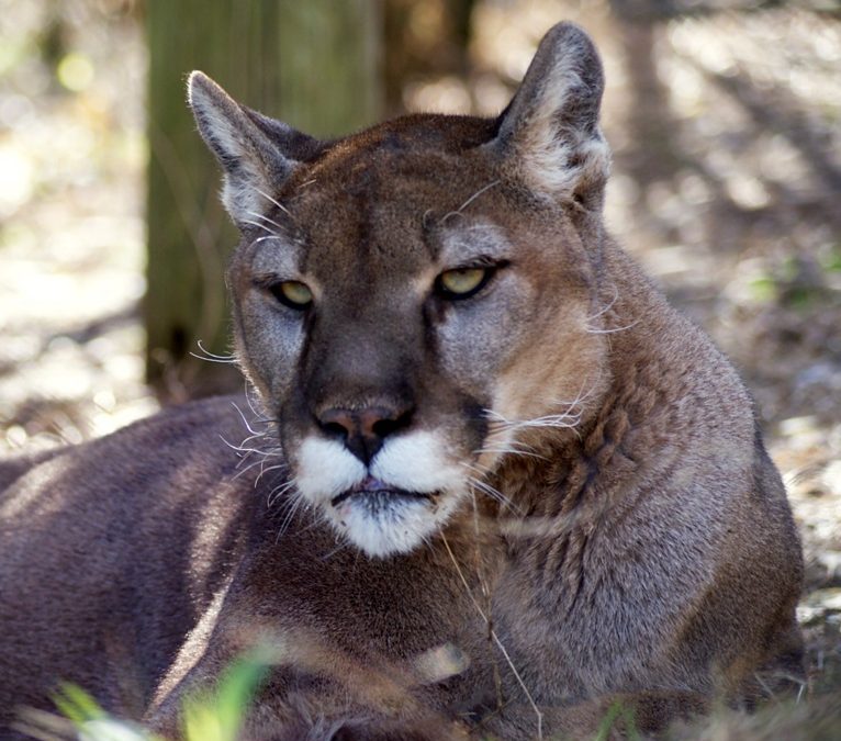 Cougar