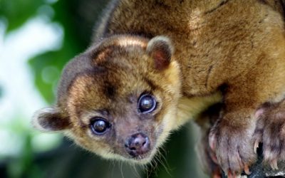 Kinkajou