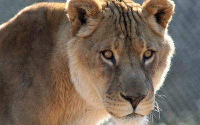 Sebastian Lion