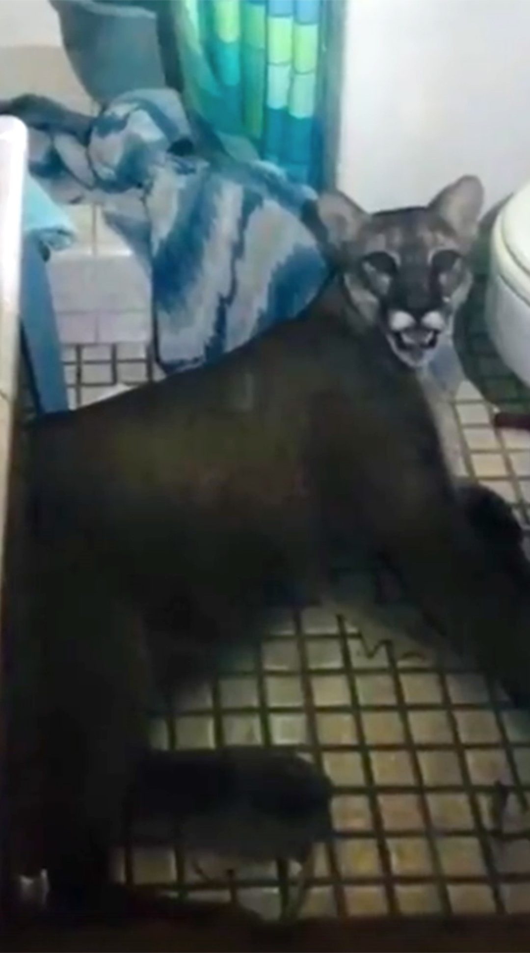 Police were called to a California home. They found a mountain lion trapped in the bathroom.