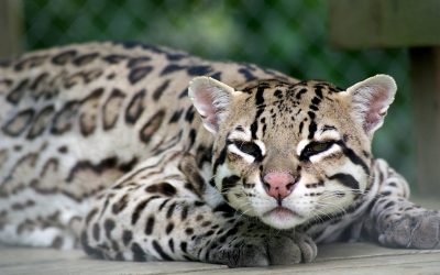 Ocelot
