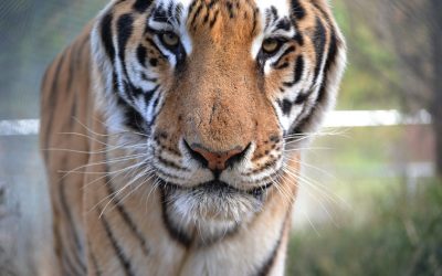 Ten Things You Need to Know about Captive Big Cats