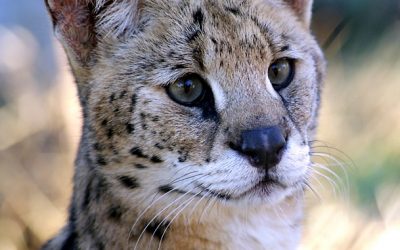 Serval