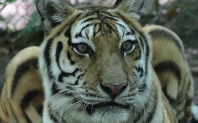 Shenandoah Tiger