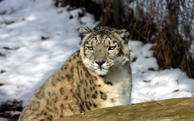 Animals We Can’t House
