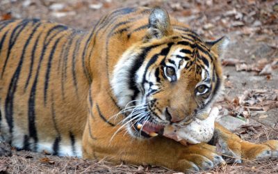 Special Diets for Awesome Animals