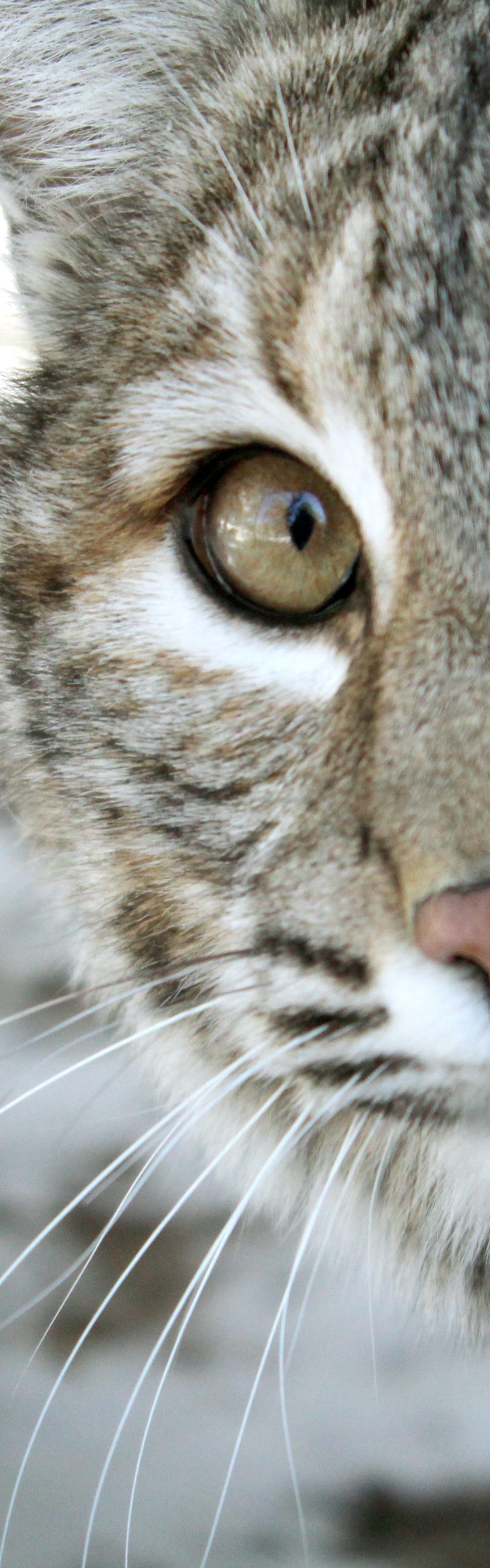 Toby Bobcat