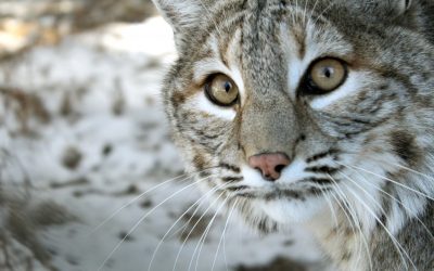 Toby Bobcat